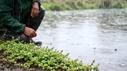 Raindrops ringing a still pond edge where a low creeping plant grows along the mud